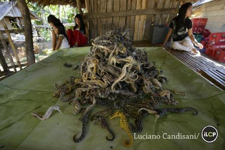 Though seahorse fishing is illegal in the Philippines, small-scale fishers here and in other developing countries contribute to the global wild seahorse trade, which exceeds over 15 million animals per year, putting great pressures on the species.  The seahorses are dried and used in Chinese traditional medicine. 