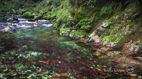 Kokanee salmon spawning.  The Clearwater Expedition looked into land and forest use in the Clearwater Basin of Idaho, one of the largest expanses of wild forests in the lower 48 states. 