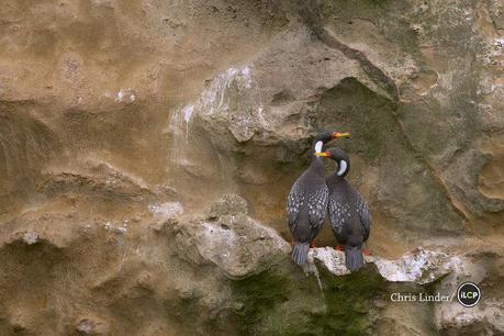 Pair of Red-Legged Cormorants (Phalacrocorax gaimardi). It is considered near threatened under the IUCN Red List of Threatened Species.