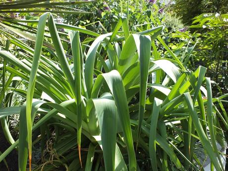 The Koi Pond: Planting Details