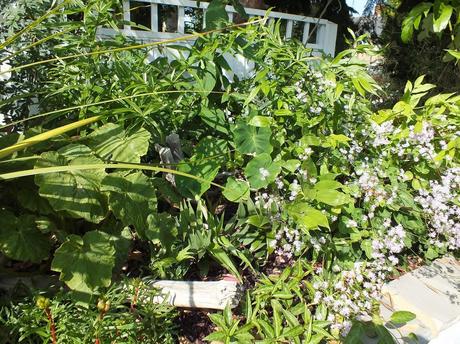 The Koi Pond: Planting Details