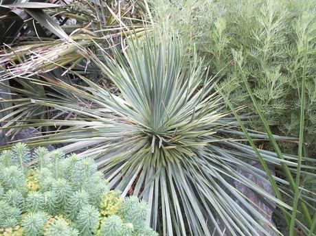 The Koi Pond: Planting Details