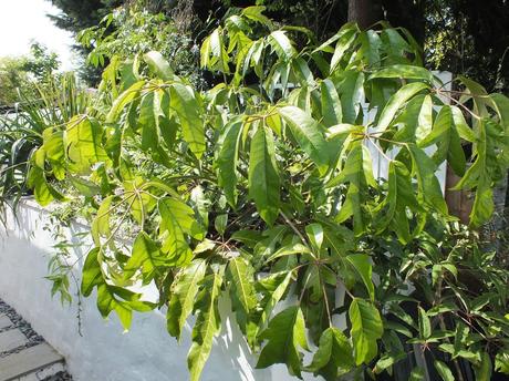 The Koi Pond: Planting Details