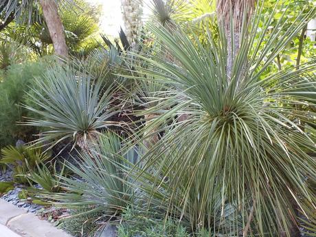 The Koi Pond: Planting Details