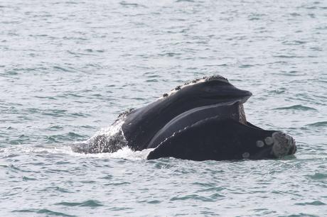 Endangered Whales of the world