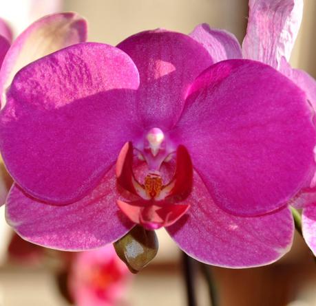 no Snow, No Words -- Just Orchids