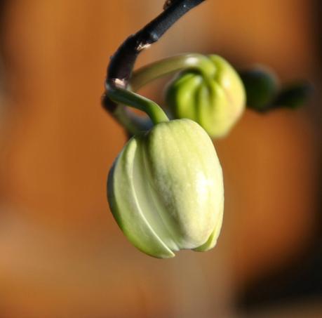 no Snow, No Words -- Just Orchids