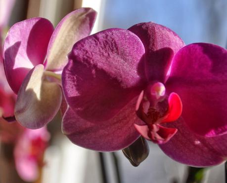 no Snow, No Words -- Just Orchids