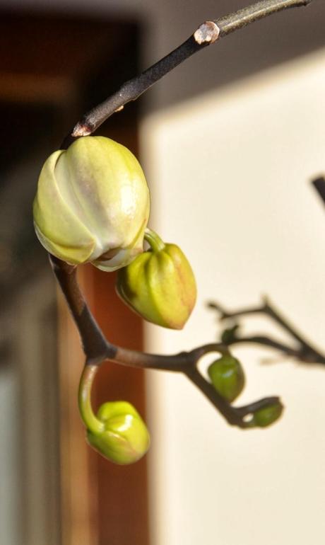 no Snow, No Words -- Just Orchids