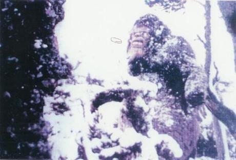 The Moyie Spring, Idaho Sasquatch from a trailcam in 1976. It is eating bark.