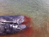 Fuku Mutation? Two-Headed Whale Washes Baja, California Beach! (Disturbing Video Images)