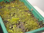 Happy Gardening Accidents: Growing Moss