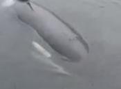 Luna, God’s Wonderful Creatures