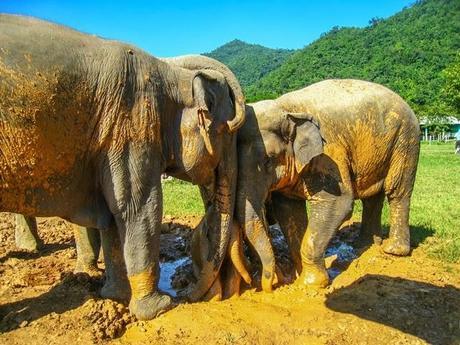 Win a trip to Thailand by defending Asian elephants
