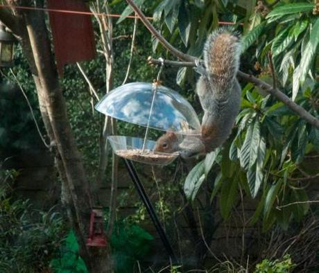 squirrel acrobatically noshing from squirrel proof bird feeder