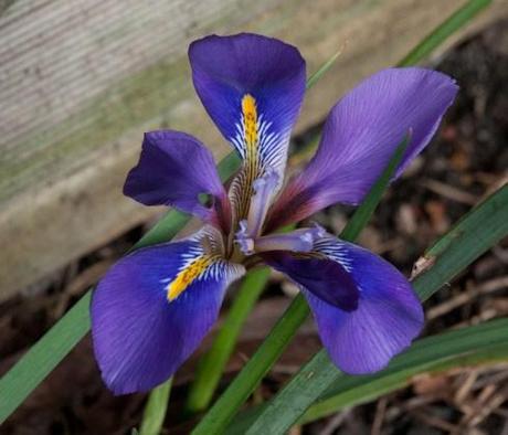 Iris unguicularis Mary Barnard