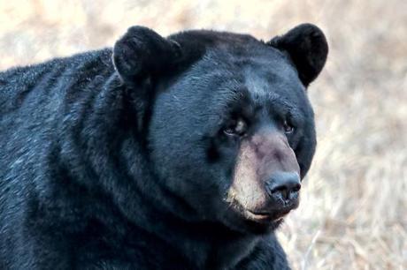 Black-Bear-10