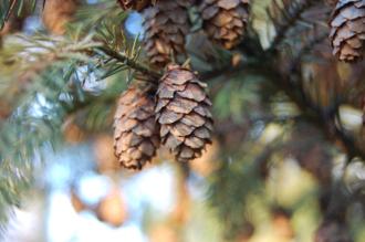 Picea mariana Cones (30/12/2013, Kew Gardens, London)