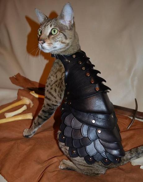 cat-battle-armor-2