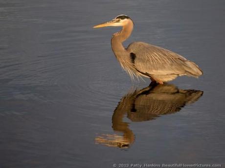Great Blue Heron © 2013 Patty Hankins