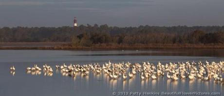 Snow Geese at Assateague Light © 2013 Patty Hankins