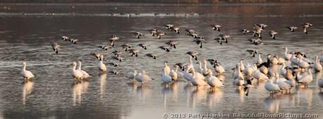Willets and Snow Geese © 2013 Patty Hankins
