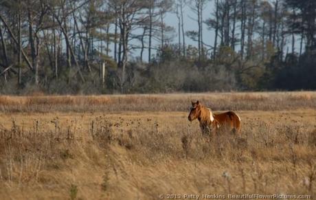 Pony at Chincoteague © 2013 Patty Hankins