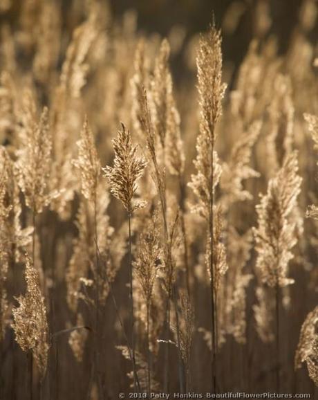 Marsh grasses © 2013 Patty Hankins