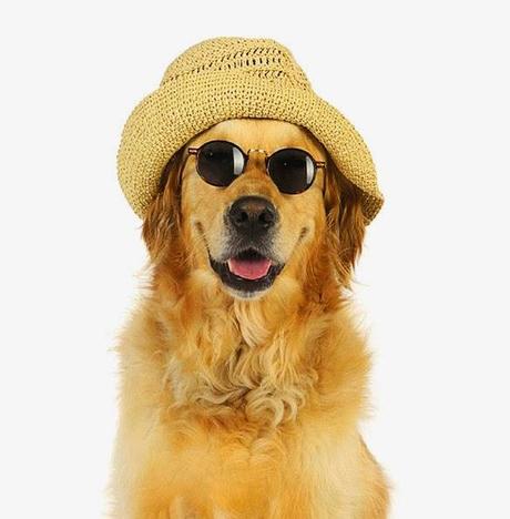 Calendar Pin-Up DOGS that Look Smashingly Cute in Hats!
