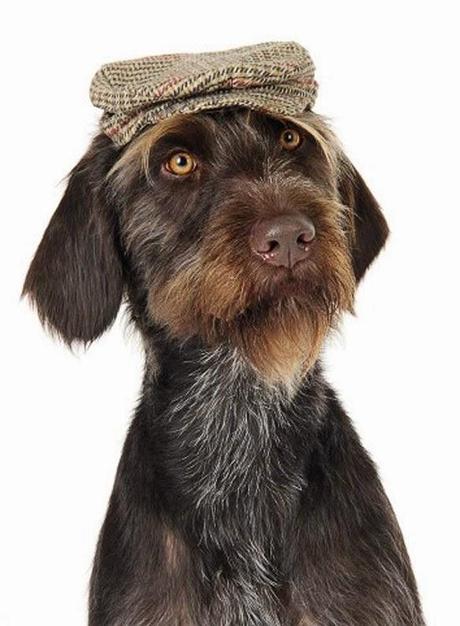 Calendar Pin-Up DOGS that Look Smashingly Cute in Hats!
