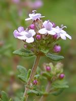 Time for Thyme; Thymus vulgaris c.t. Linalool