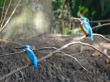 Kingfisher Birds in Alleppey