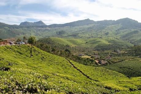 Endless Tea Plantations in Munnar