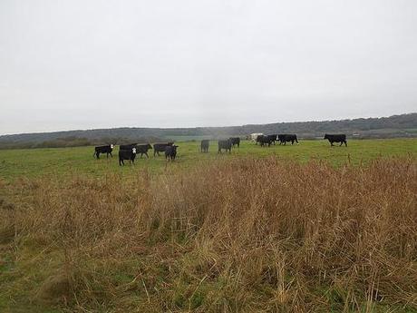 The Gordano Valley