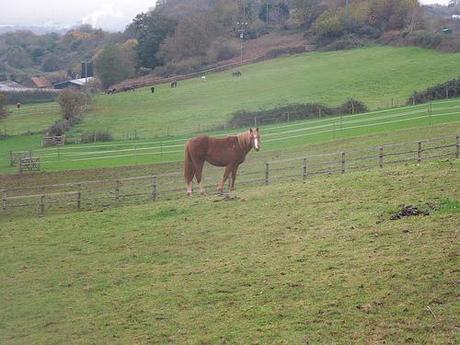 The Gordano Valley