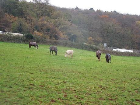 The Gordano Valley