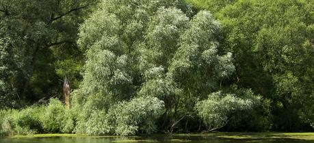 Salix alba, commonly known as white willow.