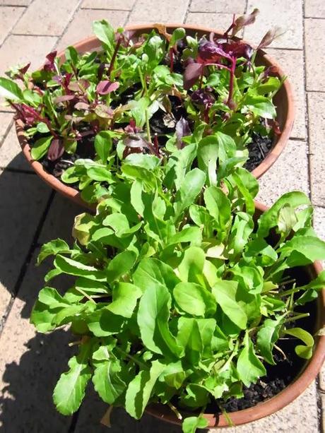 Salads in pots
