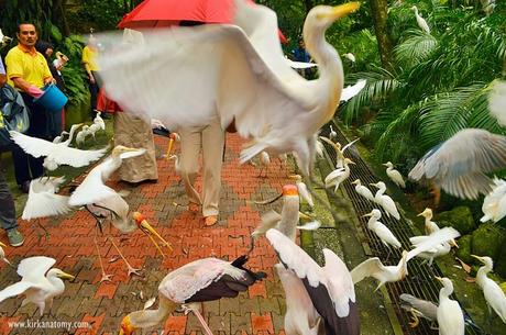 Kuala Lumpur Bird Park: The Largest in the World