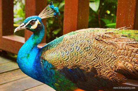 Kuala Lumpur Bird Park: The Largest in the World