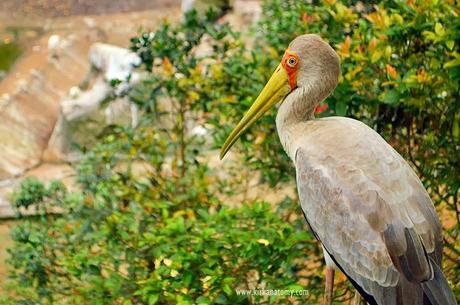 Kuala Lumpur Bird Park: The Largest in the World