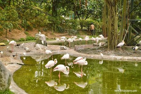 Kuala Lumpur Bird Park: The Largest in the World