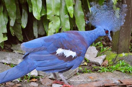 Kuala Lumpur Bird Park: The Largest in the World