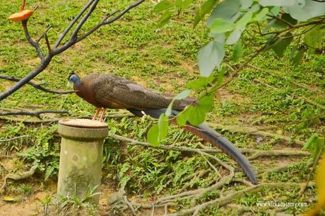 Kuala Lumpur Bird Park: The Largest in the World