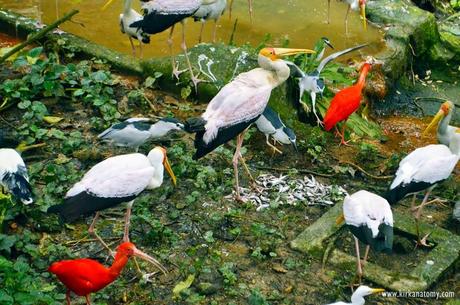 Kuala Lumpur Bird Park: The Largest in the World