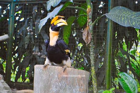 Kuala Lumpur Bird Park: The Largest in the World