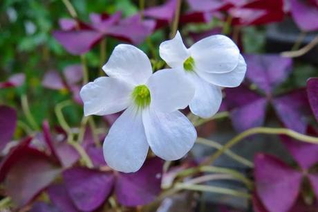 New-York-Winter-Houseplant 