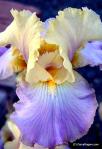 Garry Rogers Irises at Coldwater Farm