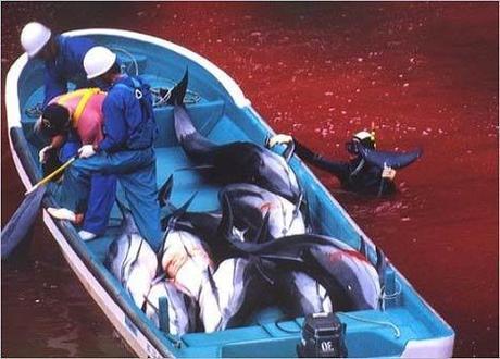 taiji-dolphin-hunt