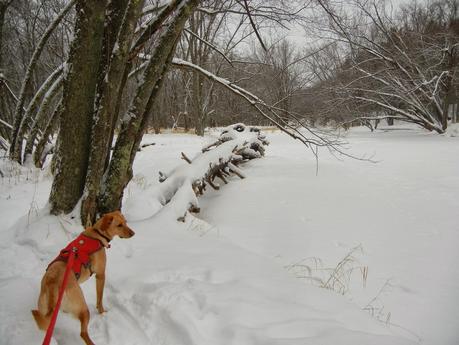 Eau Claire River Trail